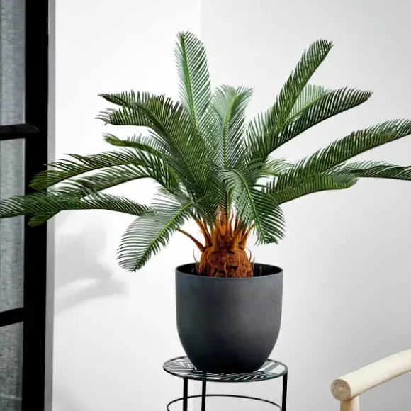 Cycas Palmeira Verde - Image 2