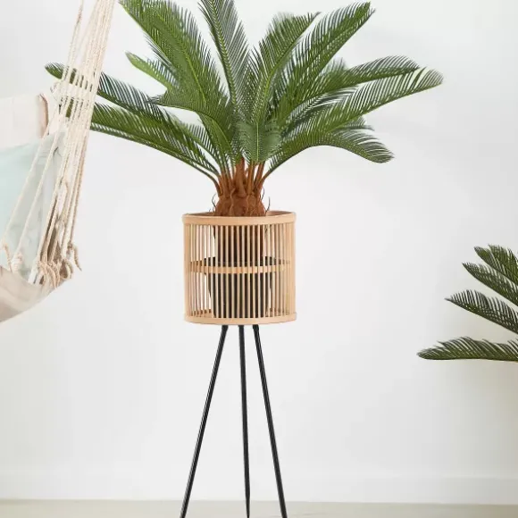 Cycas Palmeira Verde - Image 4