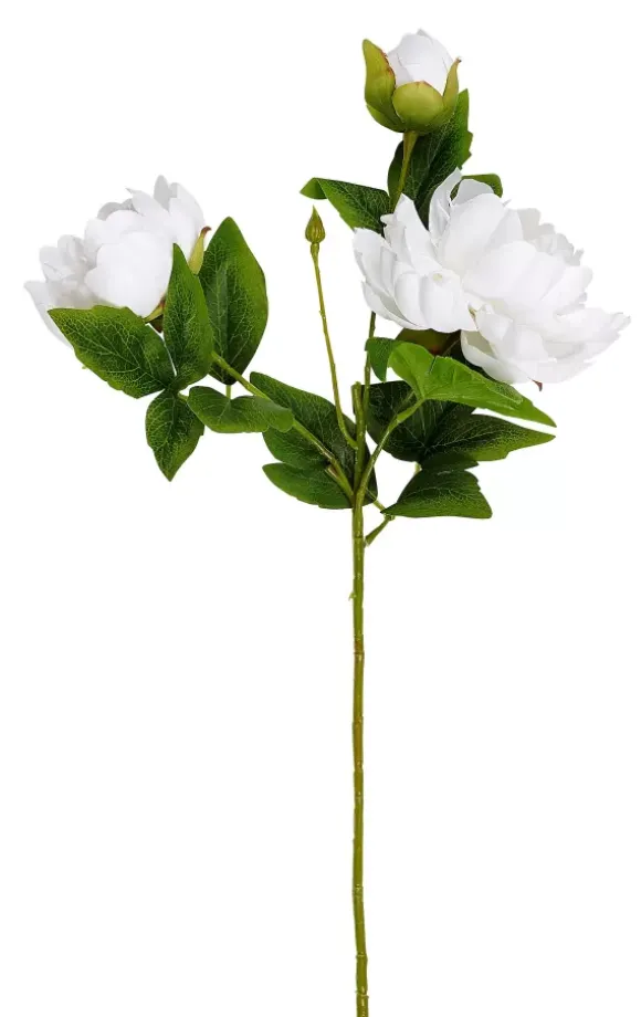 Peony Peonia Branco - Image 2